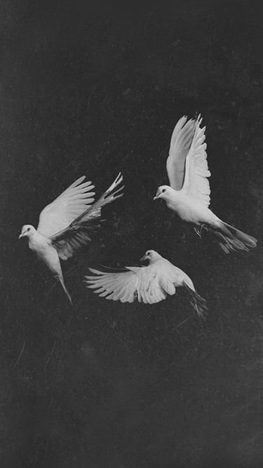 Doves